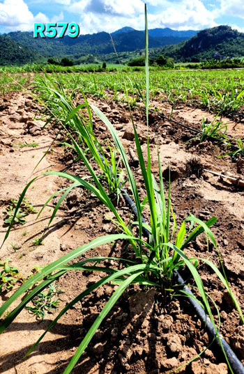 Mía cấy mô R579
