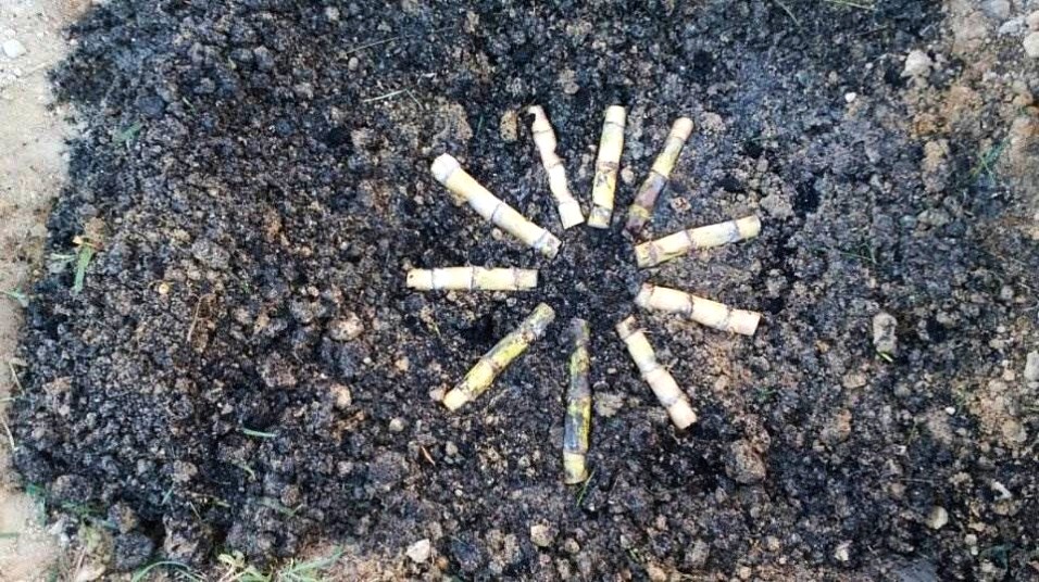 Đặt hom mía trong hố