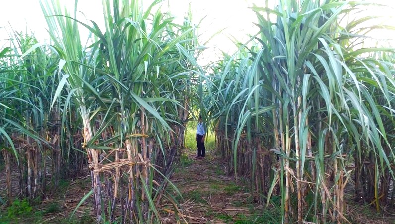 Kết quả mô hình mía hố